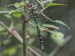 Aeshna cyanea blue male-2354